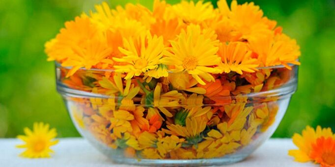 Calendula flowers for preparation of antifungal infusion